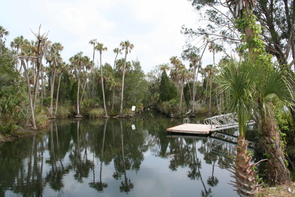 Enjoy the freshwater springs of Jenkin's Creek Park in Spring Hill Florida.