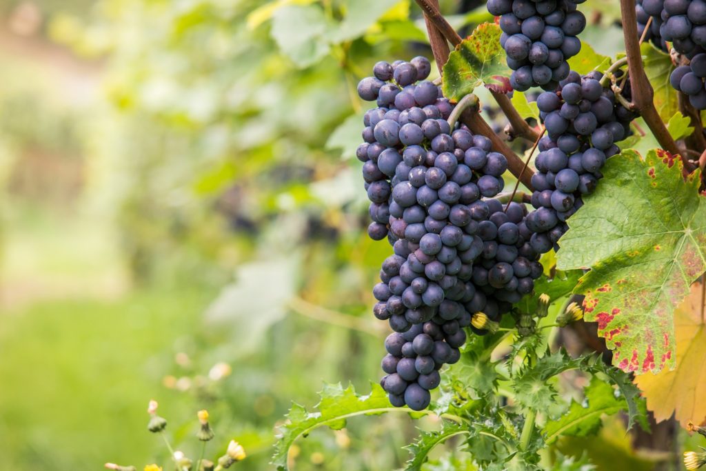 Whenever we think of the wine region the first place that comes to our mind is Florida, the wine which is available in Spring Hill Florida is made up of three varieties of grapes, this the reason why they are so tasty. 